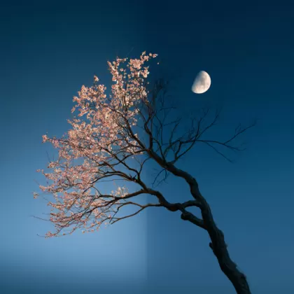 춘분(春分) 절기 풍경