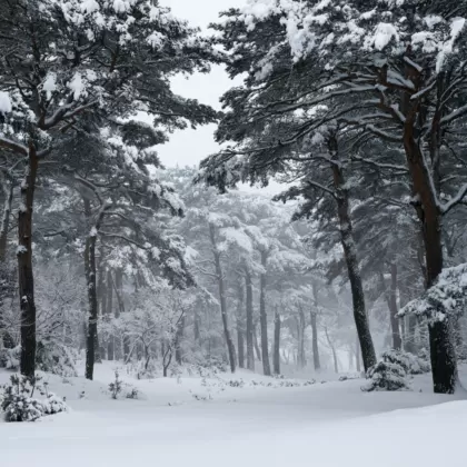 대설(大雪) 절기 풍경